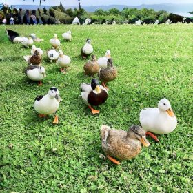 鶴田夕子(主婦ライター)